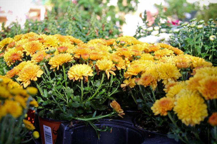 Fall plants